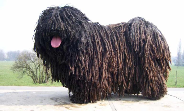 perro